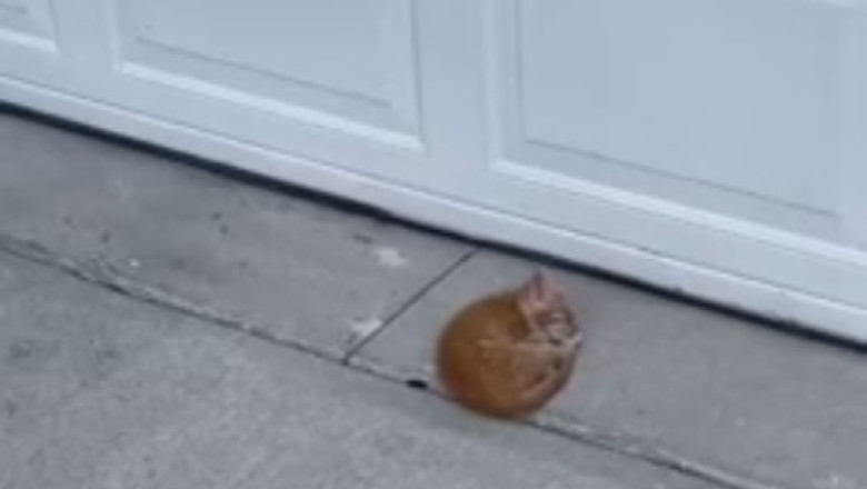 Heartwarming Rescue: Street Cat's Journey to Care and Love