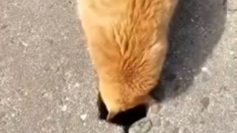 Hilarious and Adorable: The Funniest Cute Cat Moments