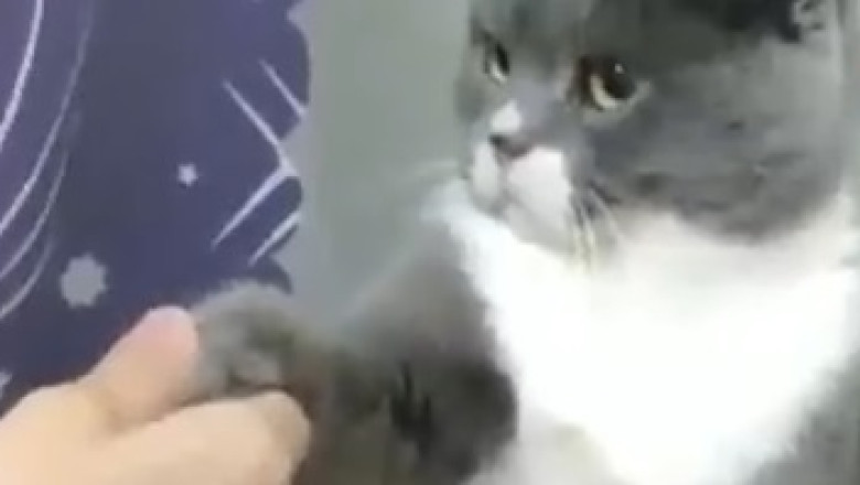 Hilarious Cat Antics: A Comedy Show on Four Paws