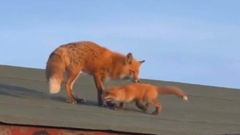 Rooftop Romp: Fox and Her Cubs' Adorable Adventure
