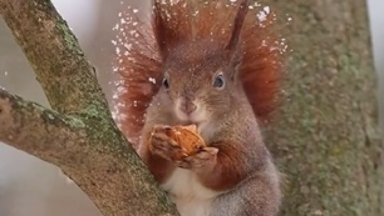 Squirrel Superhero: Witness the Astonishing Feats of an Awesome Squirrel