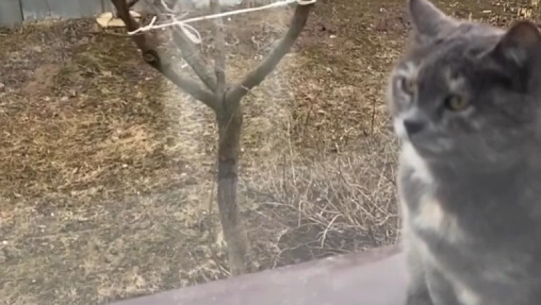 Double Trouble: The Hilarious Adventures of 2 Cats!