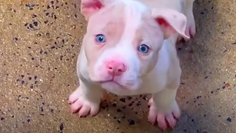 Meet the Cutest Grey Pitbull Puppy: An Unforgettable Adventure!