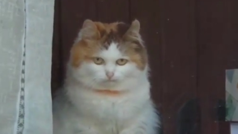 Meet the Most Beautiful Cat on the Internet!