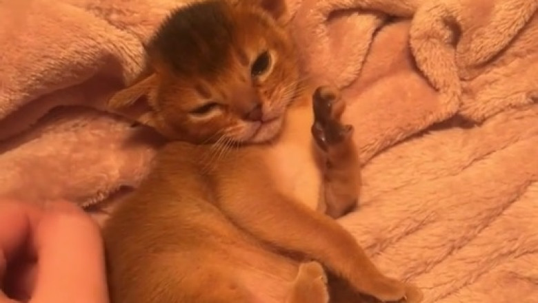 Meet the Most Beautiful Kitten: Pure Joy in Every Pounce!