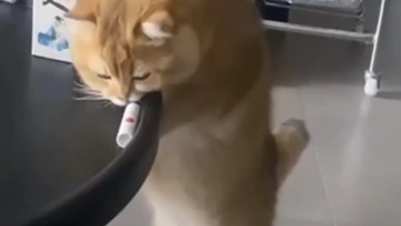 This Beautiful Cat Is Pure Cat-CAINE!