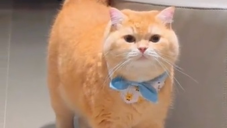 This Beautiful Cat Will Steal Your Heart!