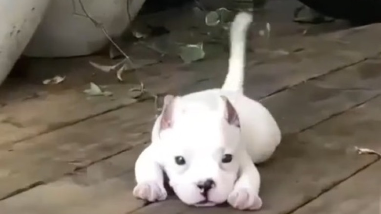 "Tiny Dogs, Big Fun: Watch These Adorable Small Pups in Action!