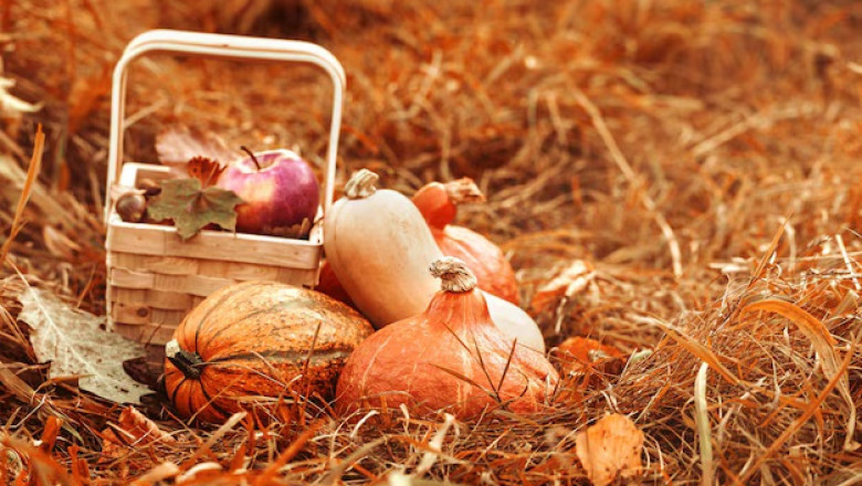 Indulge in the Flavor Explosion of Sunset Harvest Medley