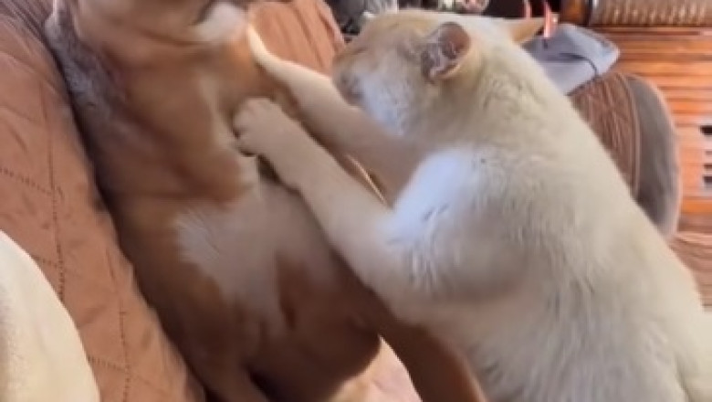 Adorable Cat Gives Dog a Neck Rub: Unlikely Best Friends!