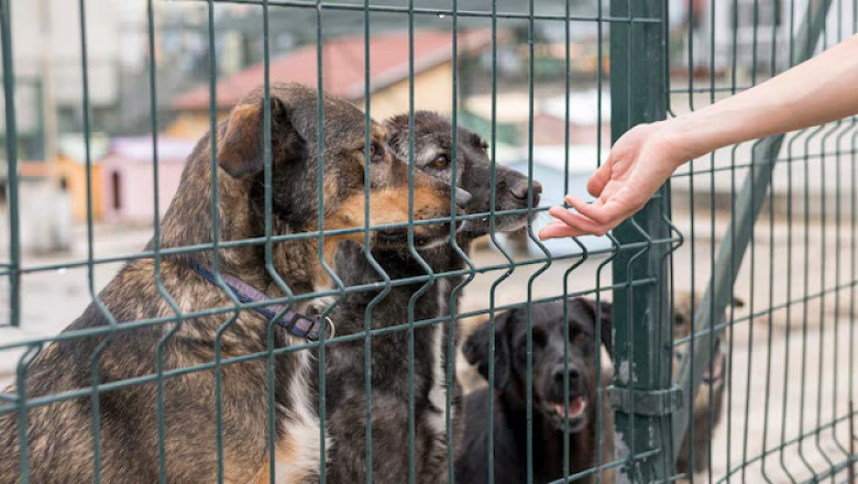 Discover the Top Animal Shelters in the U.S.: A Safe Haven for Our Furry Friends!