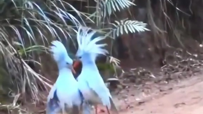 Epic Kagu Dance Fight: A Spectacular Showdown in the Wild!
