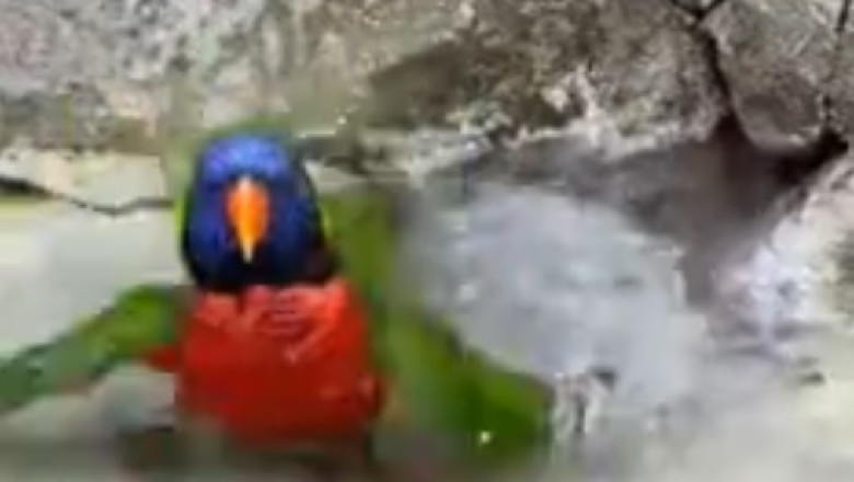 Hilarious Parrot Takes a Refreshing Cold Bath: A Must-See Moment!