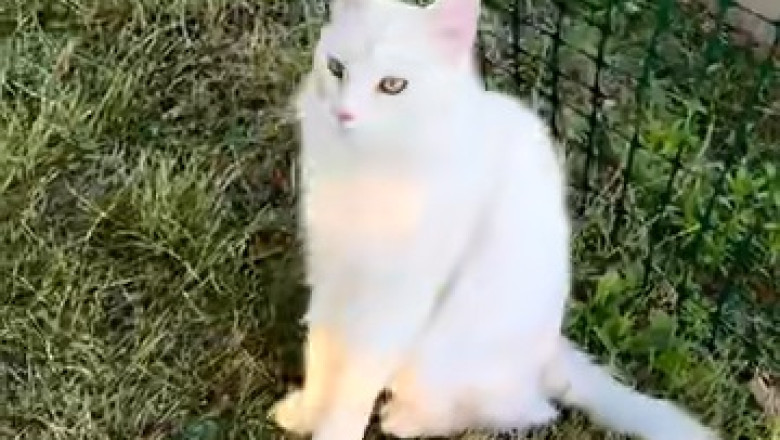 Meet the Majestic Maine Coon Cat: The Gentle Giant of the Feline World!