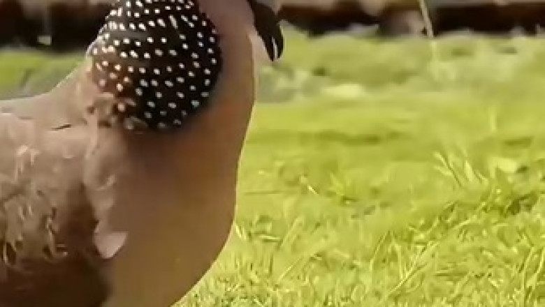 Relaxing Bird Sounds: Nature's Symphony in Your Backyard!