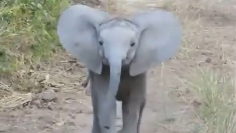 Adorable Baby Elephant Rescued in Heartwarming Video – A Must-See!