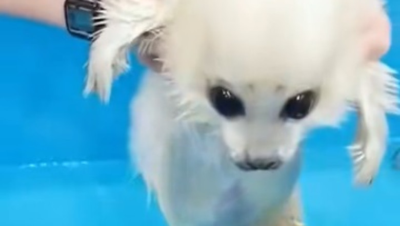 Adorable Baby Seals: The Cutest Water Puppies You'll Ever See!