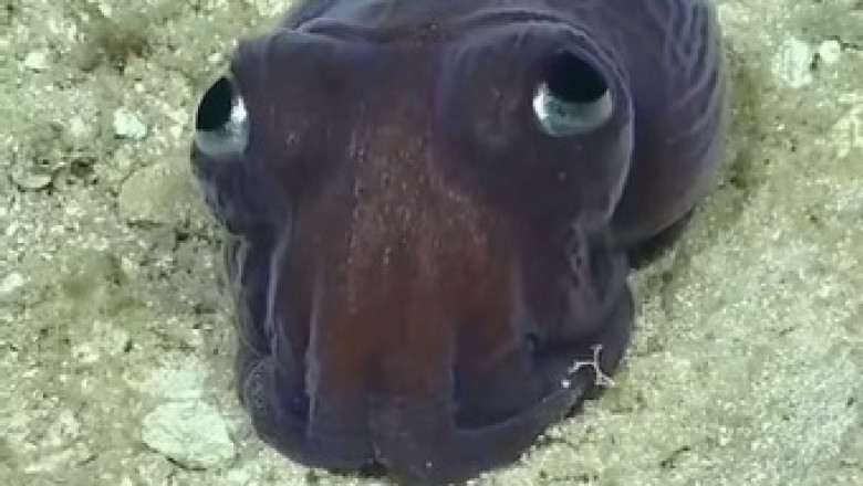 Fascinating Rossia Pacifica in Action: Watch the Master of Camouflage!