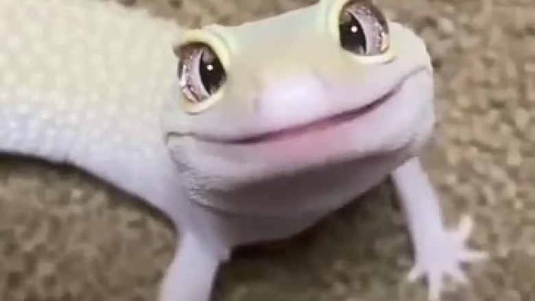 Hilarious Reptilian Shenanigans: These Reptiles Will Make You LOL!