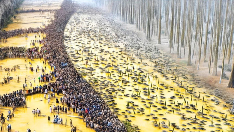 The Shocking Transformation: What Happened When 12,000 Tons of Orange Peels Were Dumped in a Costa Rican Forest?