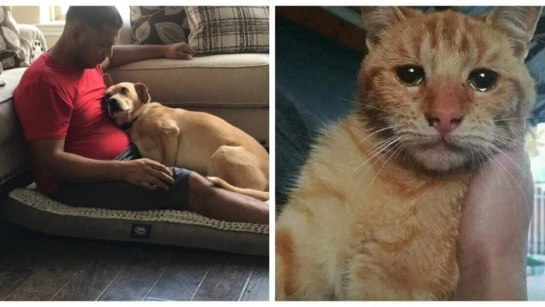20 Heartwarming Rescue Stories That Will Restore Your Faith in Humanity
