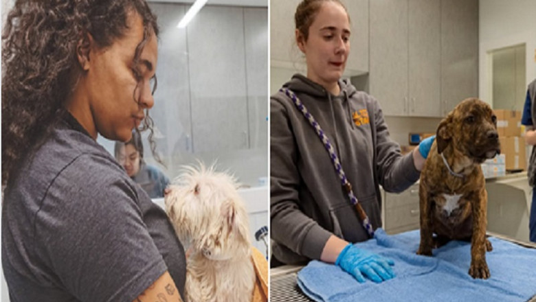 Making a Difference: Best Friends Animal Society's Efforts in Los Angeles