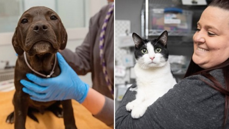 Reuniting Families: Our Best Friends After the LA Wildfires