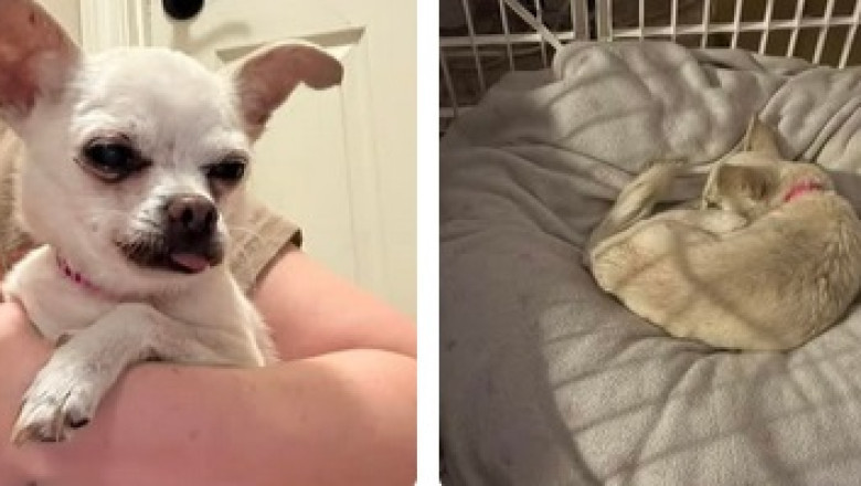 Adorable Senior Dog Finds Hope After Being Rescued from Local Shelter!