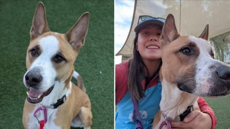 Bruno the Wonder Dog: From Shelter to Superstar!