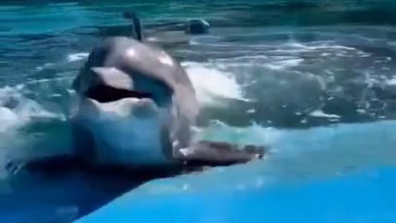 Dolphin Cracks Jokes: The Ocean's Funniest Comedian!