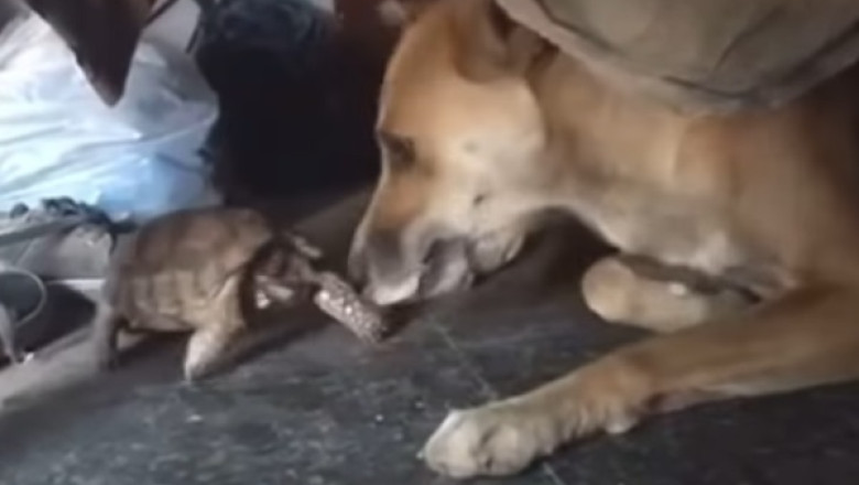 Epic Showdown: Turtle Takes Revenge on Mischievous Dog!