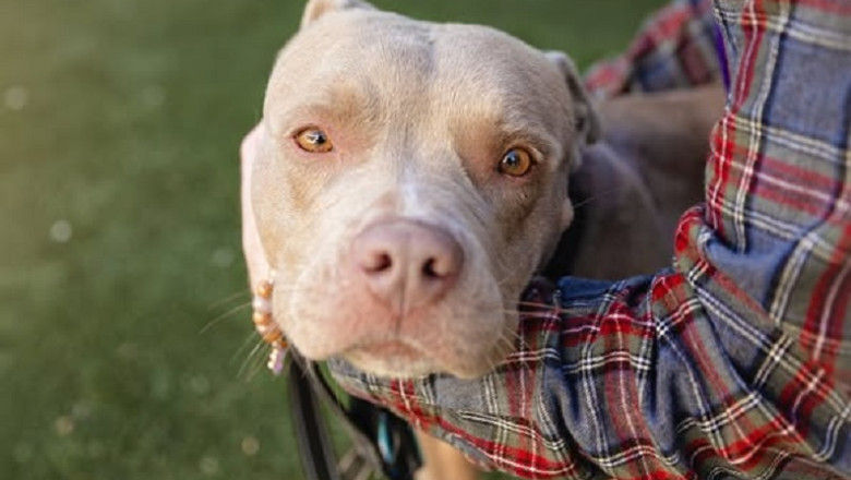 From Anxiety to Adoration: Mia's Journey to Find Love and Security