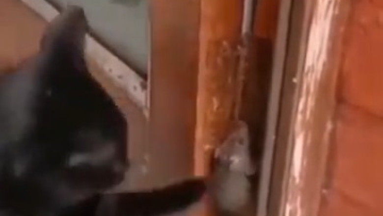 Hilarious Pet Antics: Try Not to Laugh!