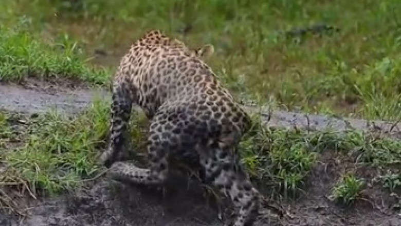 Hilarious Tiger Chases Its Own Tail: Big Cat Playtime!