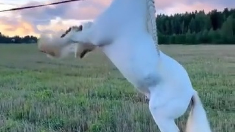 Majestic White Horse: A Vision of Grace and Beauty!