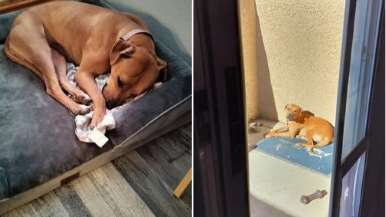 Meet Bailey Irish Cream: From Shelter Pup to Beloved Family Member!