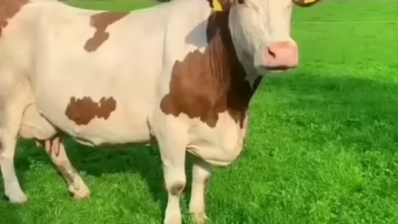 Peaceful Pastures: Cows Grazing in Nature’s Serenity