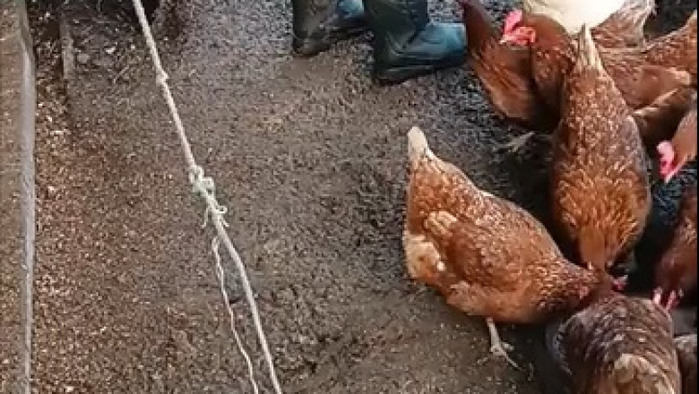 Rooster Wins Over the Chickens: Feathered Charm at Its Finest!