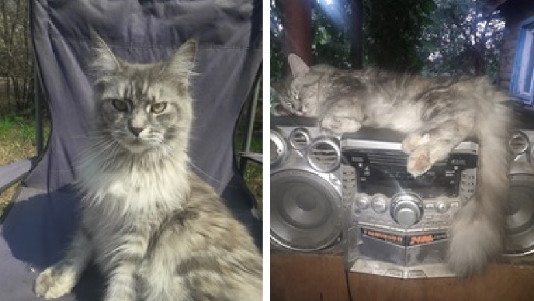 Meet Cleo: The Cat Who Only Sleeps to Her Favorite Cassette Tunes!