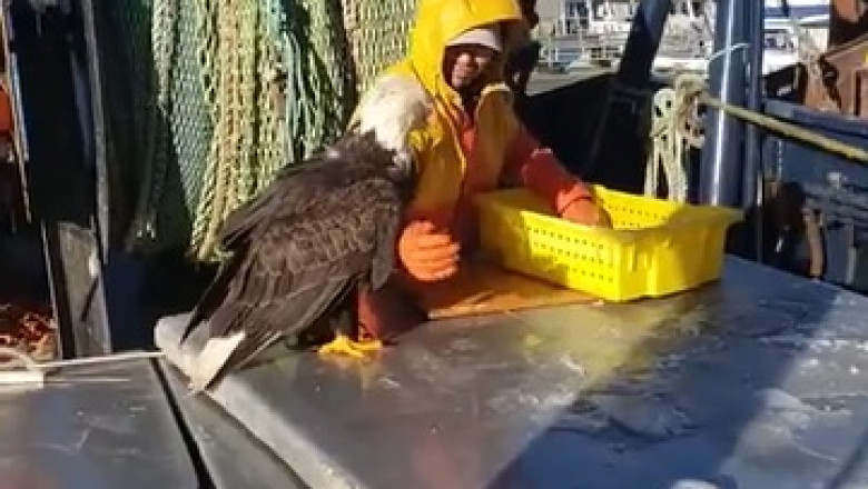 Watch This Eagle Request Fish: A Surprising Bond with a Fisherman!