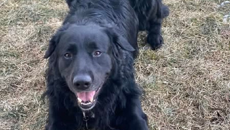From Euthanasia List to Loving Foster Care: Ack's Heartwarming Transformation!