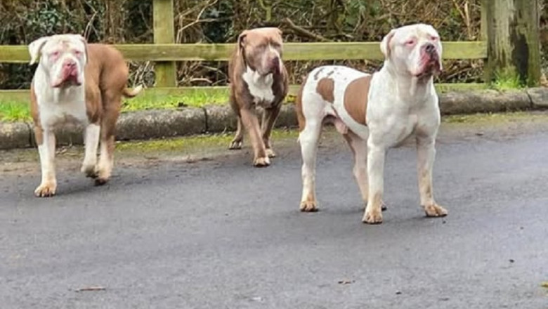 Heartbreaking Discovery: 3 Abandoned Bully Breed Dogs Found Near Magna Park