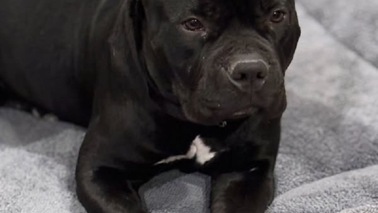 Kandace: The Lovable 6-Year-Old Sweetheart Searching for Her Best Friend!