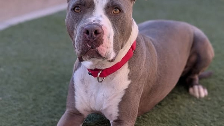 Maximus: The Energetic Goofball Ready for His Forever Home!