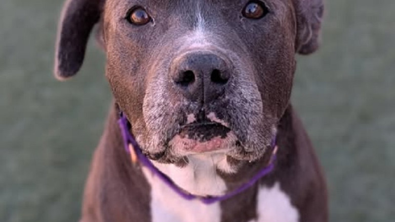 Seeking a Retirement Haven for Gizmo: This Gentle Senior Dog Needs Your Love!