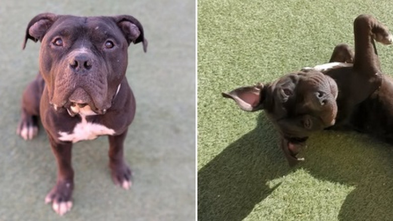 Snoopy: The Big-Hearted Dog Seeking a Forever Home!