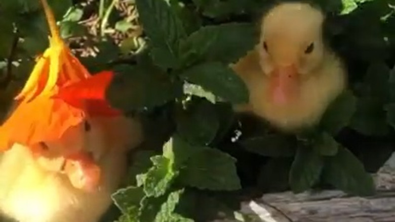 Adorable Ducklings in Their Natural Habitat