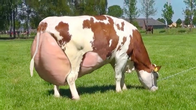 Discover the Golden Milk Givers: The Remarkable Ganji Cow Breed