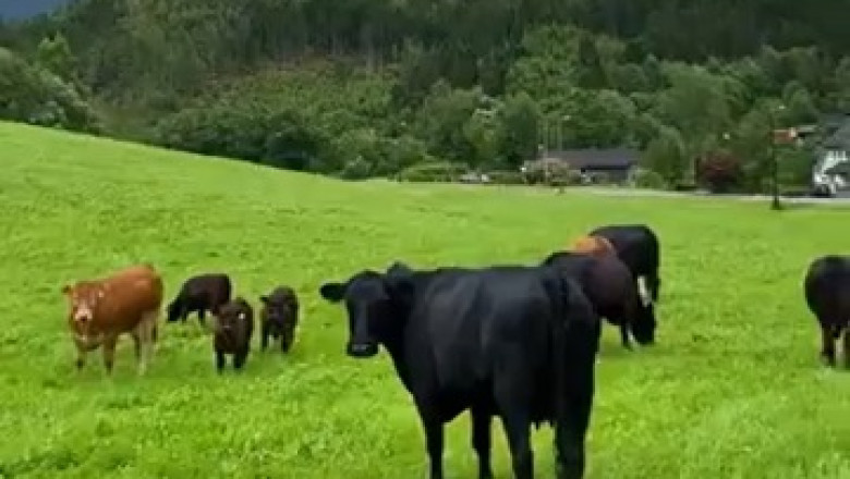 Life on the Farm: The Gentle Giants of Pastures