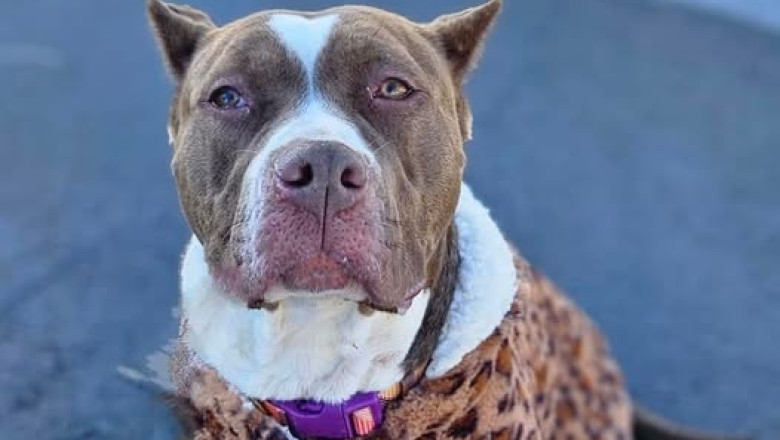 Meet Kisses: The 63 lb Bundle of Love Ready for a Forever Home